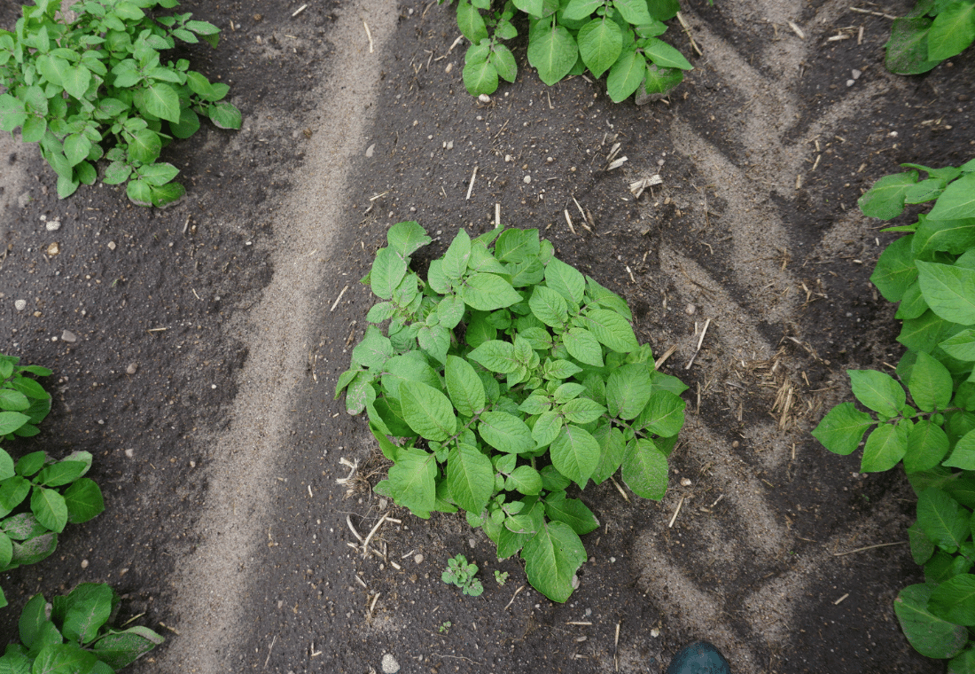 09.06.2020</br>Gardena